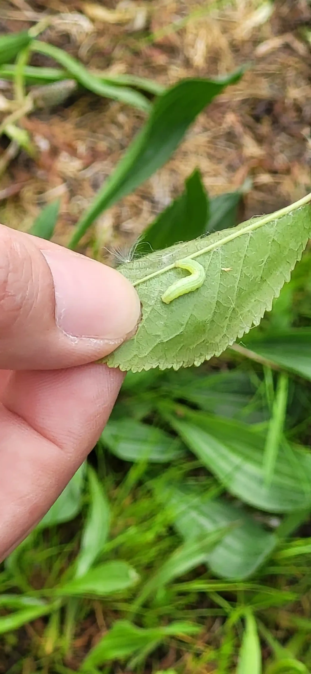 Au cours d'une promenade découverte d'une chenille déposée sur une feuille