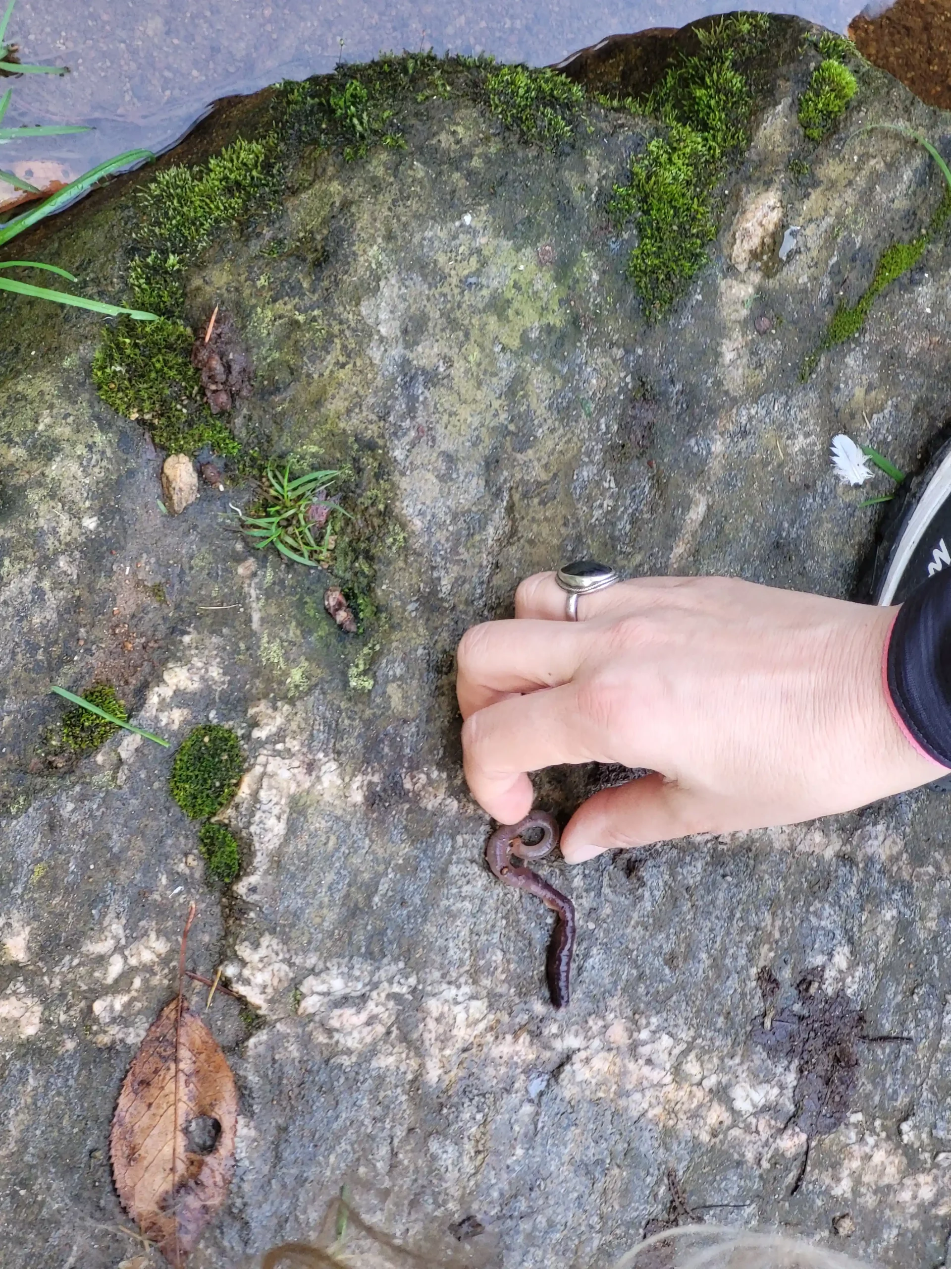 Au cours d'une promenade découverte d'un ver de terre